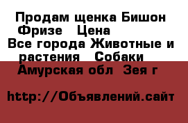 Продам щенка Бишон Фризе › Цена ­ 30 000 - Все города Животные и растения » Собаки   . Амурская обл.,Зея г.